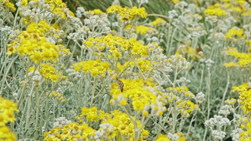 Mariposa y flores amarillas