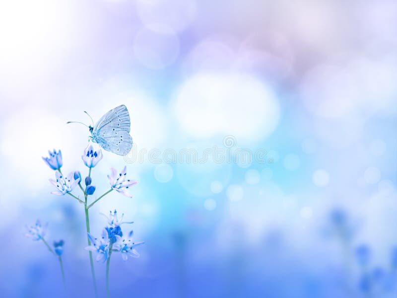 Mariposa y fondo borroso flores púrpuras fotografía de archivo Mariposa y fondo borroso flores púrpuras fotografía de archivo