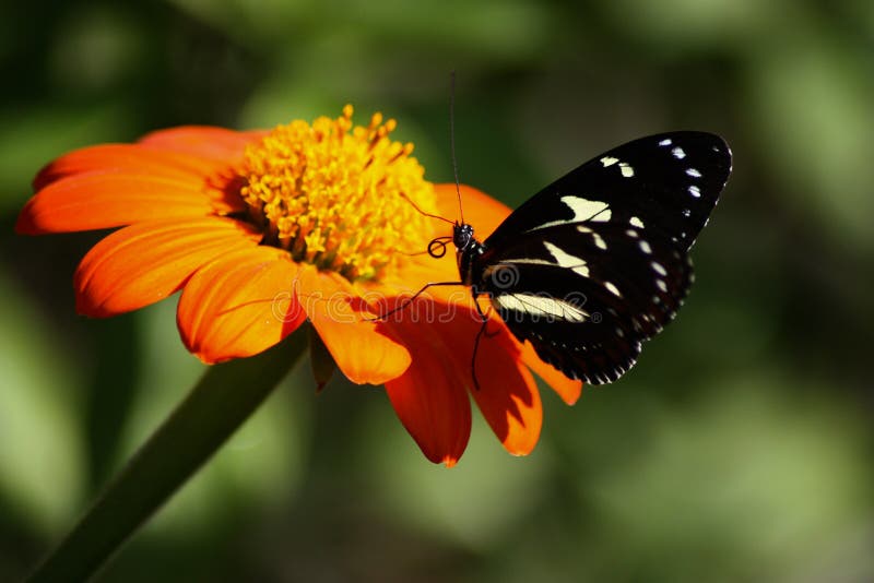 Mariposa y la flor foto de archivo. Imagen de mariposa 14245724