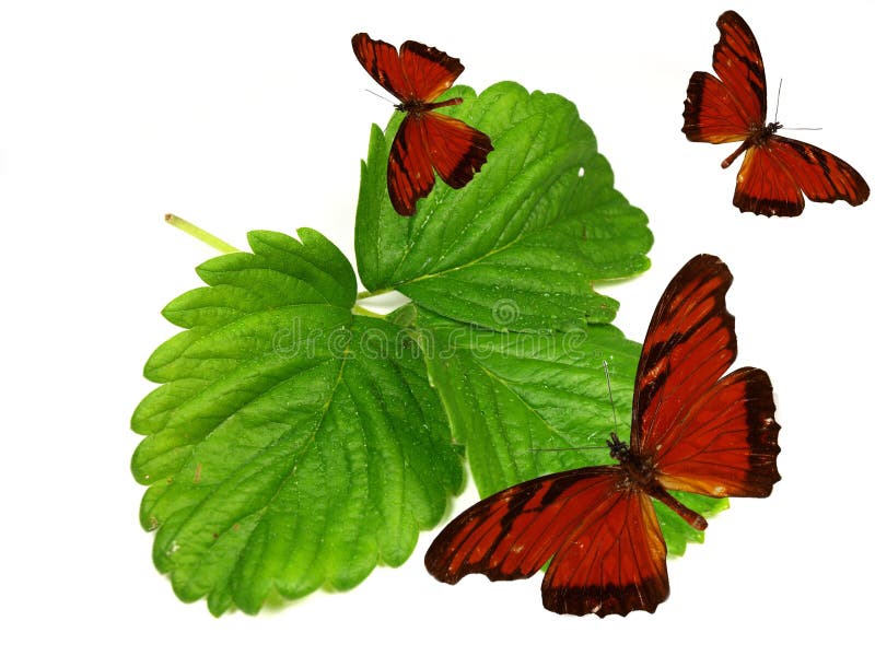 Mariposas exóticas en las hojas verdes frescas imagen de archivo Mariposas exóticas en las hojas verdes frescas imagen de archivo