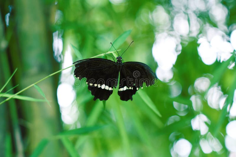 Mariposas negras con las alas negras estiradas fotografía de archivo libre de regalías Mariposas negras con las alas negras estiradas fotografía de archivo libre de regalías