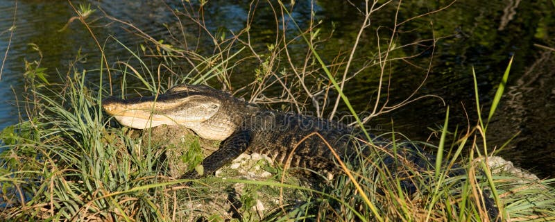 Jacaré Adormecido fotos de stock