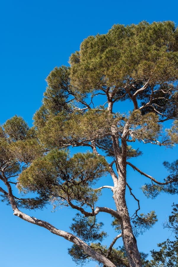 Mediterranean Pine Bark
