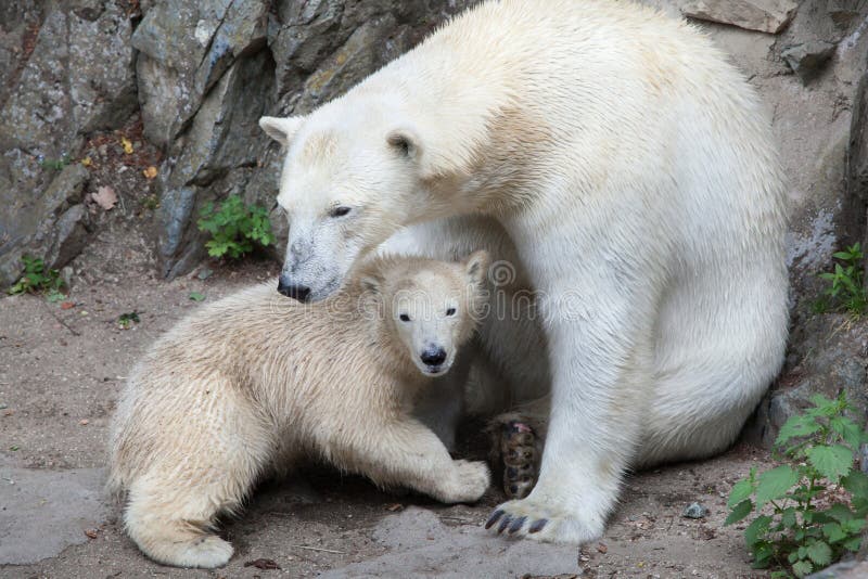 Six-month-old polar bear Ursus maritimus with its mother. Six-month-old polar bear Ursus maritimus with its mother.
