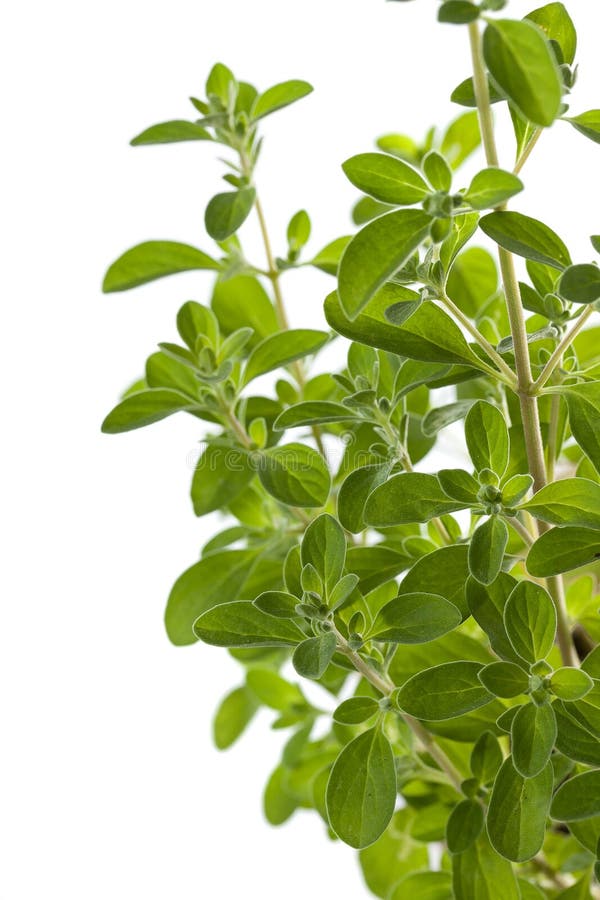 Sage bush vertical stock image. Image of herbal, culinary 3546687