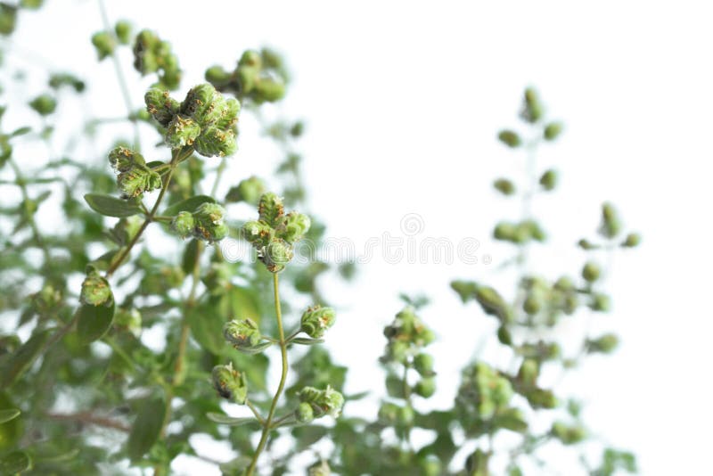 Marjoram (Origanum majorana)