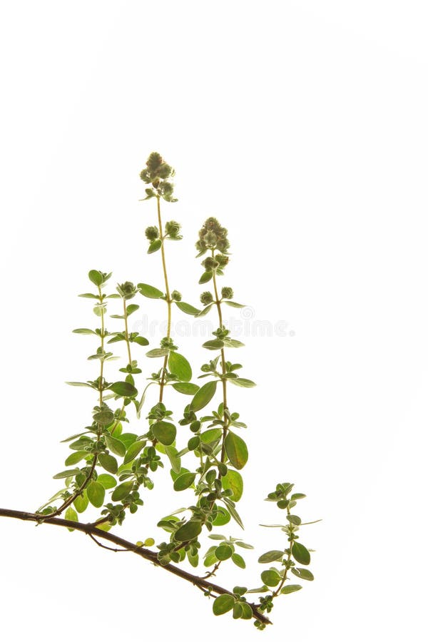 Marjoram (Origanum majorana)