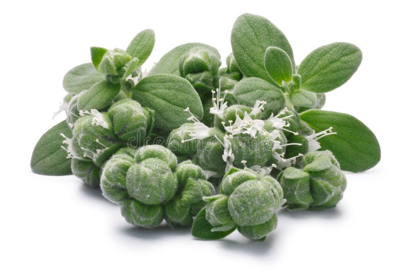 Marjoram Origanum majorana flowers, leaves and buds, paths