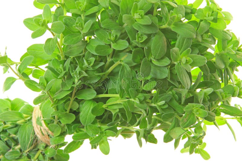 Marjoram (Origanum majorana)