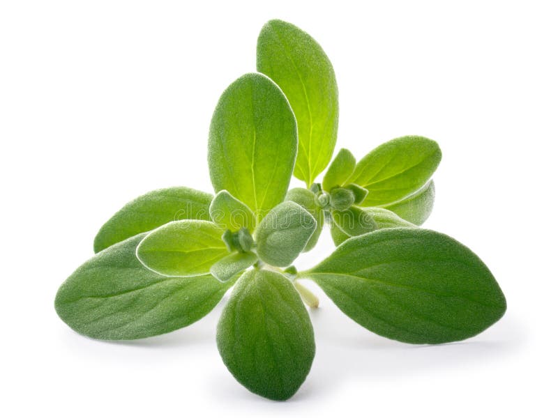 Marjoram Origanum majorana, paths