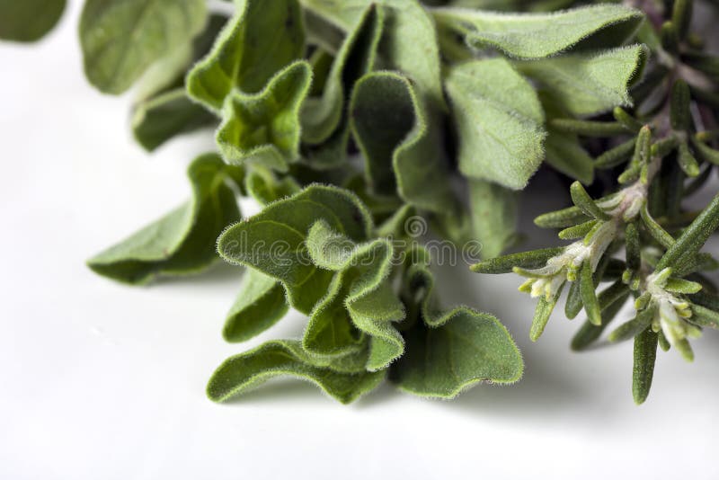Marjoram and Rosemary stock photo. Image of marjoram 16715710