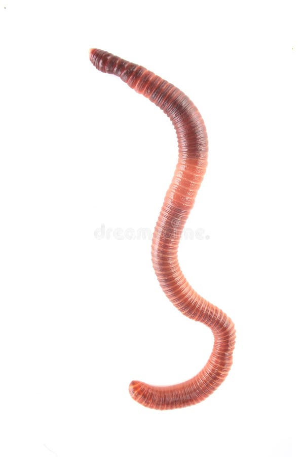 Mark royalty free stockfoto