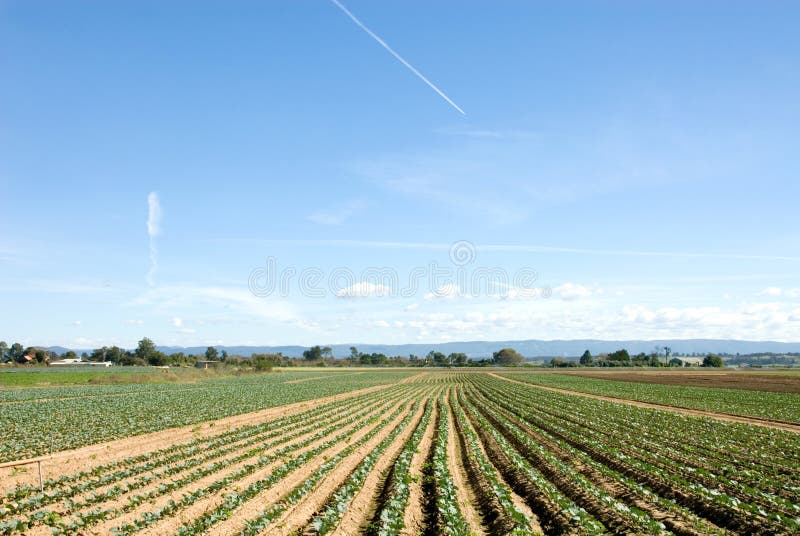 Market Garden