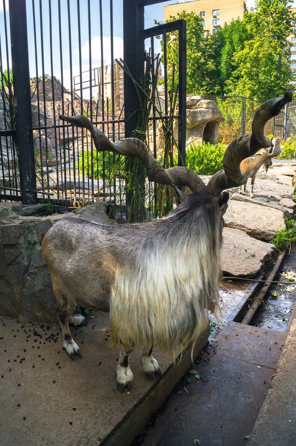 The Markhor, Also Known As the Horn Goat, in the Moscow Zoo. Stock Image -  Image of great, grass: 118853809
