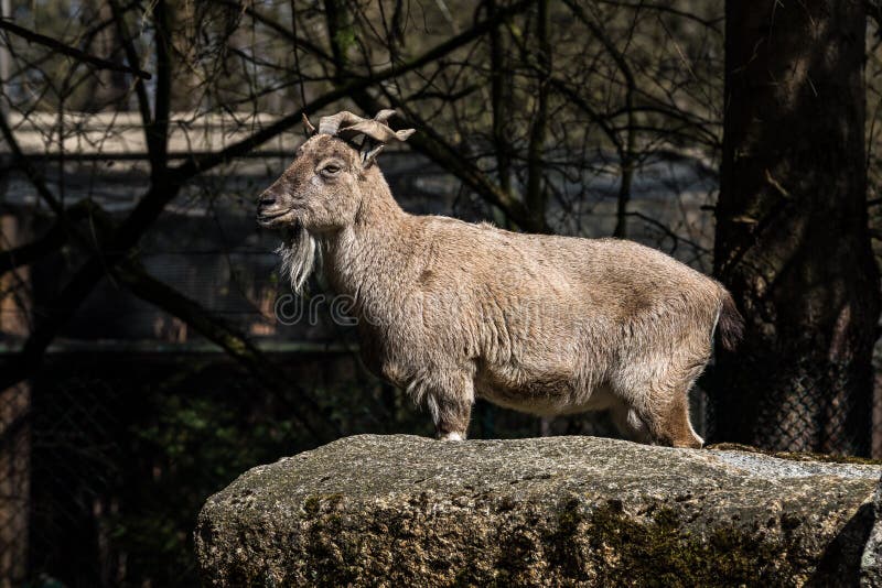 Markhor de Turkmenian, support de heptneri de falconeri de Capra sur des roches images stock Markhor de Turkmenian, support de heptneri de falconeri de Capra sur des roches images stock