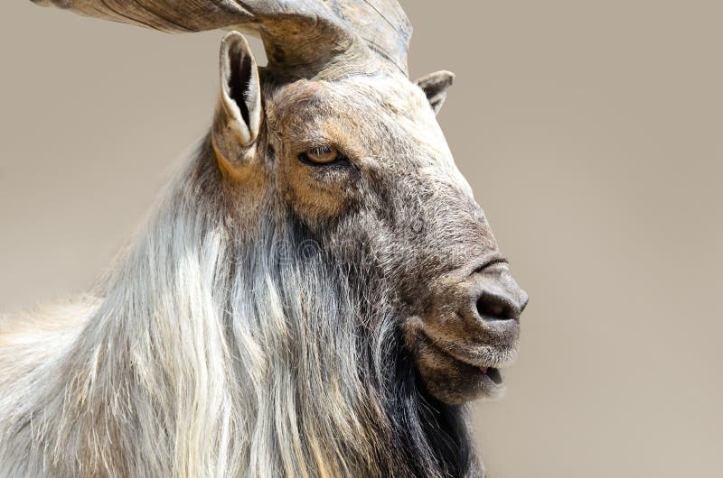 Markhor goat head stock photo. Image of male, capra, head 32013428