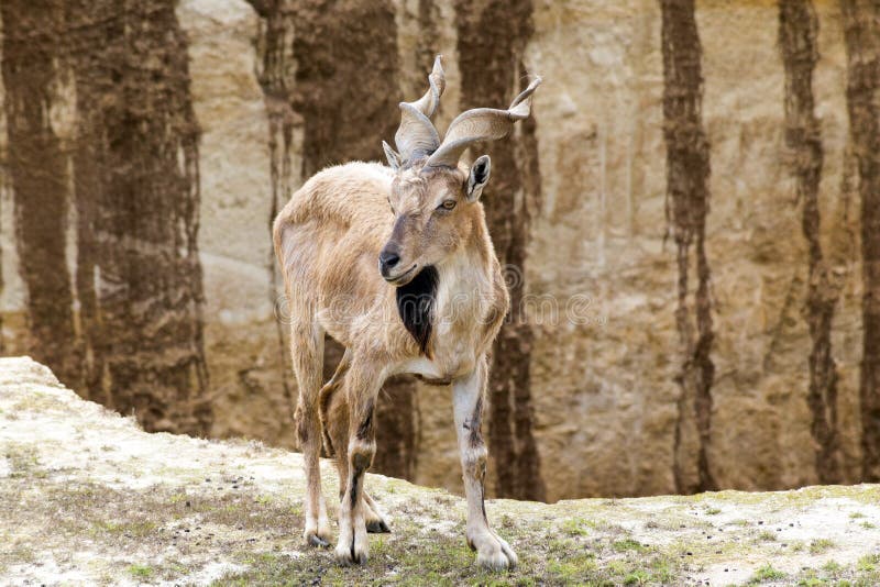 Markhor Horn Goat royalty free stock photo Markhor Horn Goat royalty free stock photo
