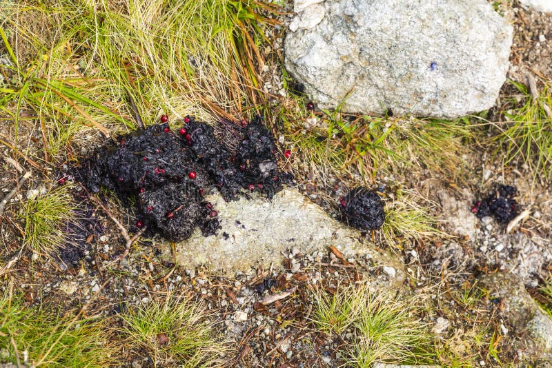 57 Bear Poop Photos Free Royalty Free Stock Photos From Dreamstime
