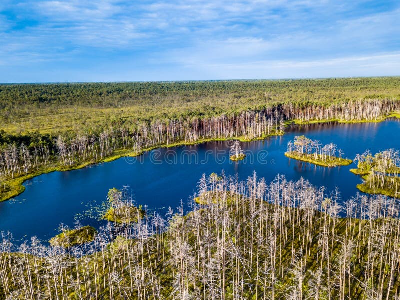 Markotna truteń fotografia Kolorowy Moorland w wczesne lato wschodzie słońca zdjęcie stock Markotna truteń fotografia Kolorowy Moorland w wczesne lato wschodzie słońca zdjęcie stock