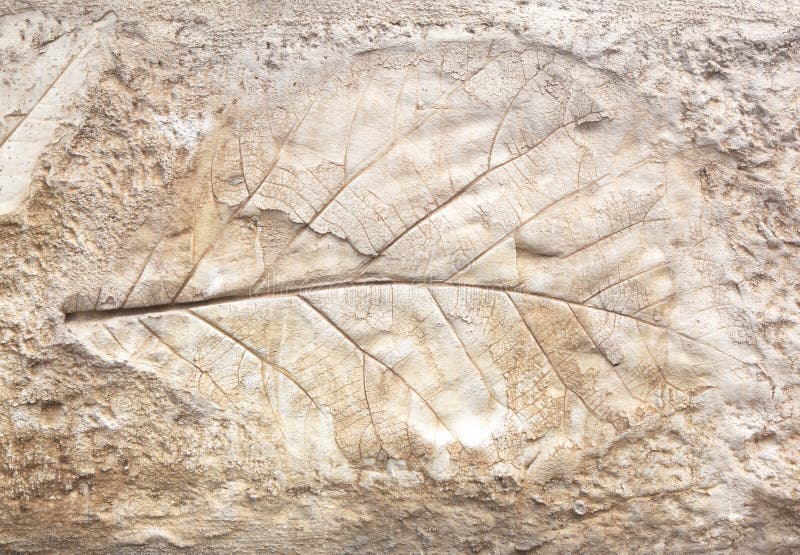 Marks Of Leaf On The Concrete Stock Photo - Image of cement, backdrop