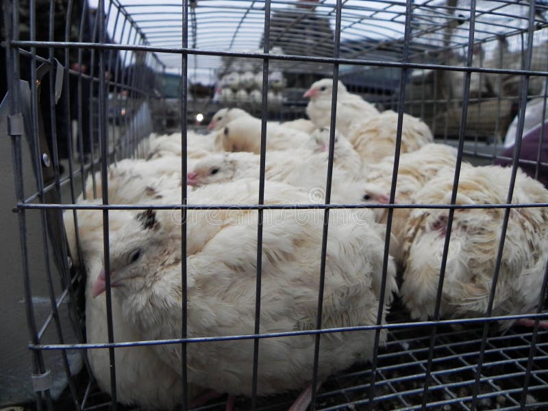 Markt im Dorf für den Verkauf von Vögeln Agrarmarkt über den Verkauf von landwirtschaftlichen Produkten Details und Nahaufnahme stockfoto Markt im Dorf für den Verkauf von Vögeln Agrarmarkt über den Verkauf von landwirtschaftlichen Produkten Details und Nahaufnahme stockfoto