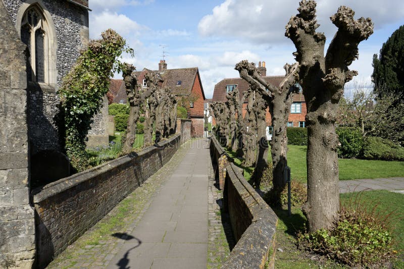 Marlborough, Wiltshire, England, UK. April 17, 2024. Pollarded Trees and footpath at the side of St Marys Parish Church. Marlborough, Wiltshire, England, UK. April 17, 2024. Pollarded Trees and footpath at the side of St Marys Parish Church.