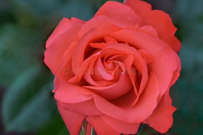 Marmalade Skies Rose Flower. Salmon pink colored flower petals on the Marmalade Skies Rose flower royalty free stock images