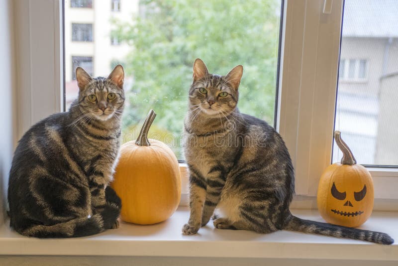 Marmeren kattensittin op venster met Halloween-pompoenen royalty-vrije stock afbeeldingen Marmeren kattensittin op venster met Halloween-pompoenen royalty-vrije stock afbeeldingen