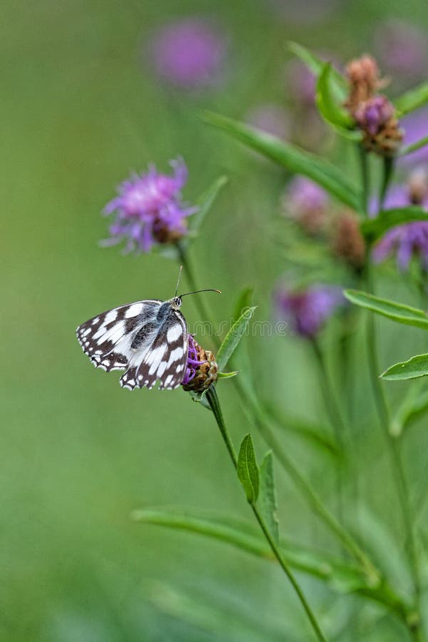 Marmoris motyl na purpurowych kwiatach fotografia royalty free Marmoris motyl na purpurowych kwiatach fotografia royalty free