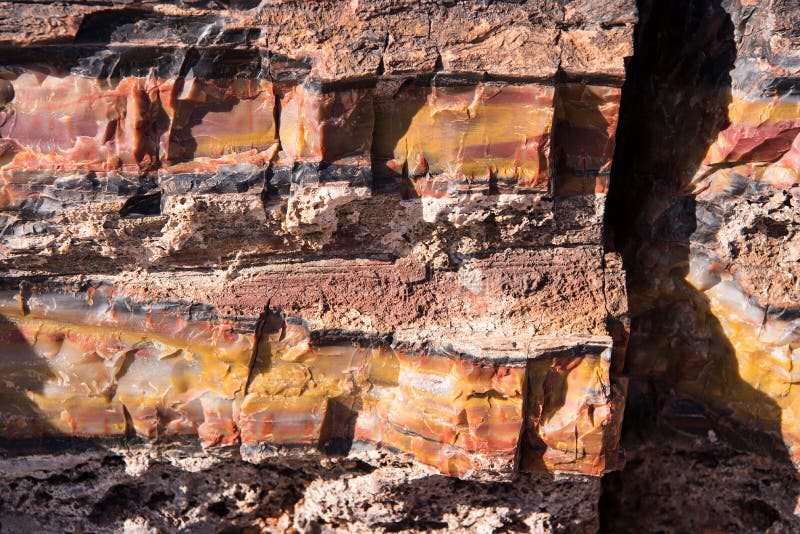 Marmorized tree trunk stock photos