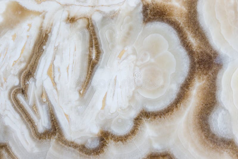 Marmortjock skiva - closeup royaltyfria bilder