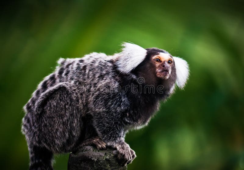 Macaco do sagui de Mico foto de stock. Imagem de pequeno - 27630008