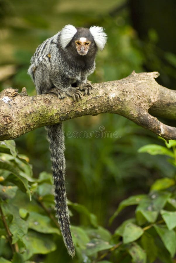 Marmoset monkey on a branch