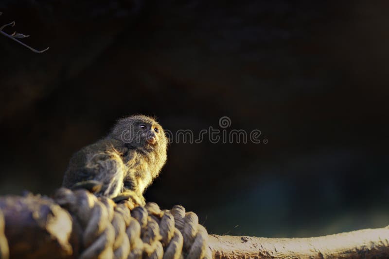 Marmoset monkey portrait in zoo indoor stock photography Marmoset monkey portrait in zoo indoor stock photography