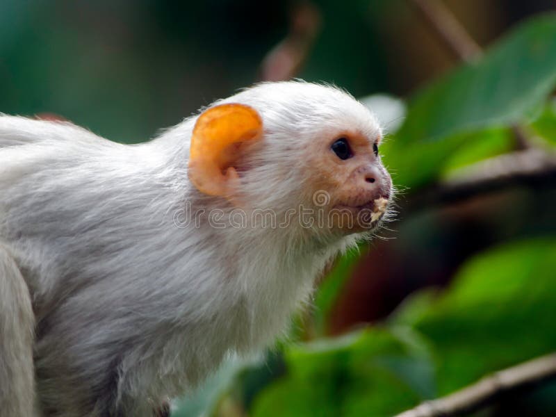 Macaco De Sagui Ou De Sagui Imagem de Stock - Imagem de brasil,  naturalizado: 146655377