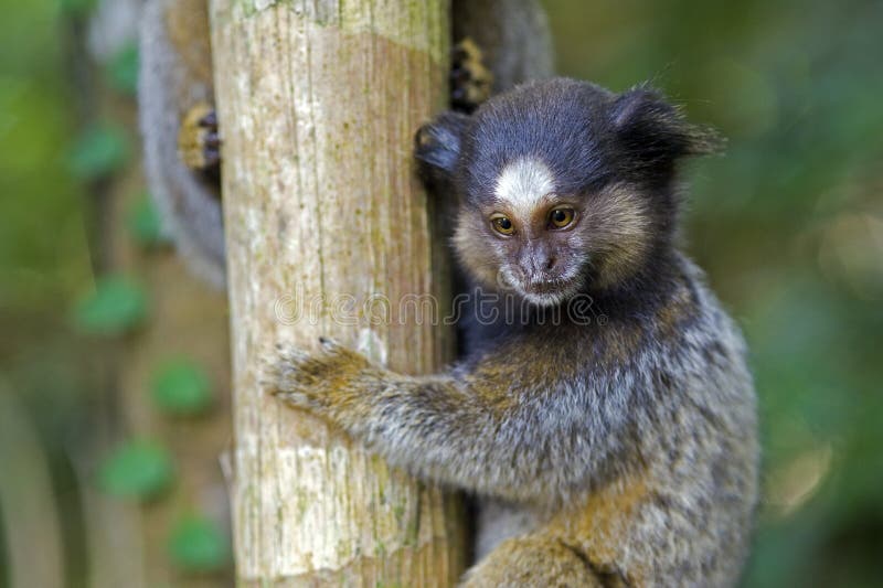 Macaco do sagui de Mico foto de stock. Imagem de pequeno - 27630008