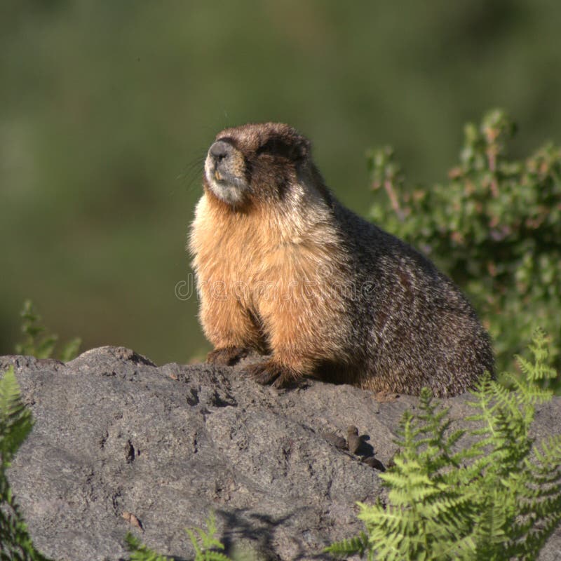 Marmot In The Sierra Nevada Mountains Stock Photo - Image of animal ...