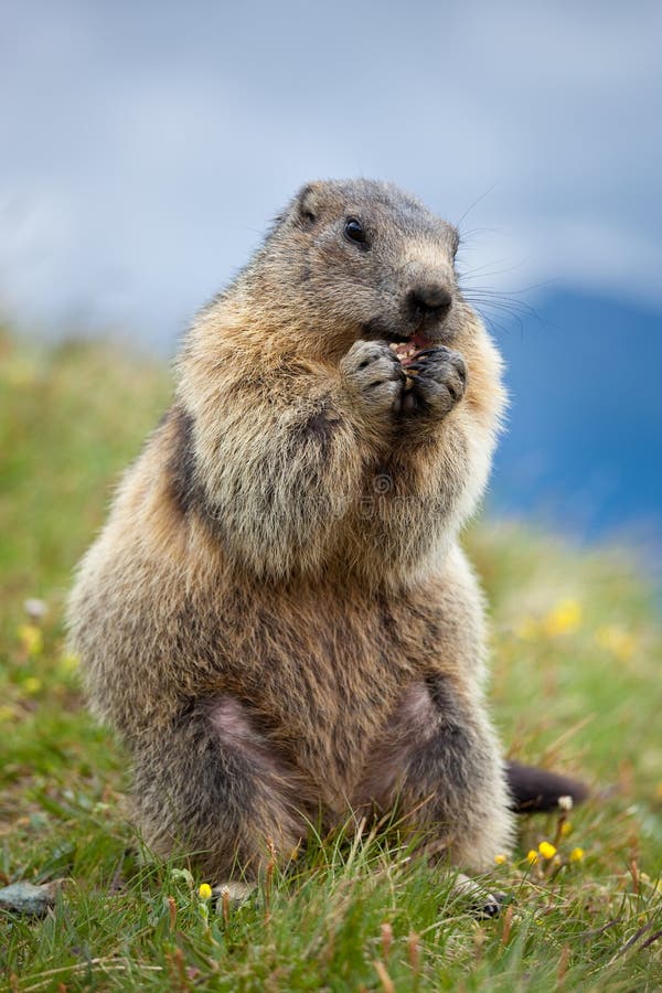 Marmot