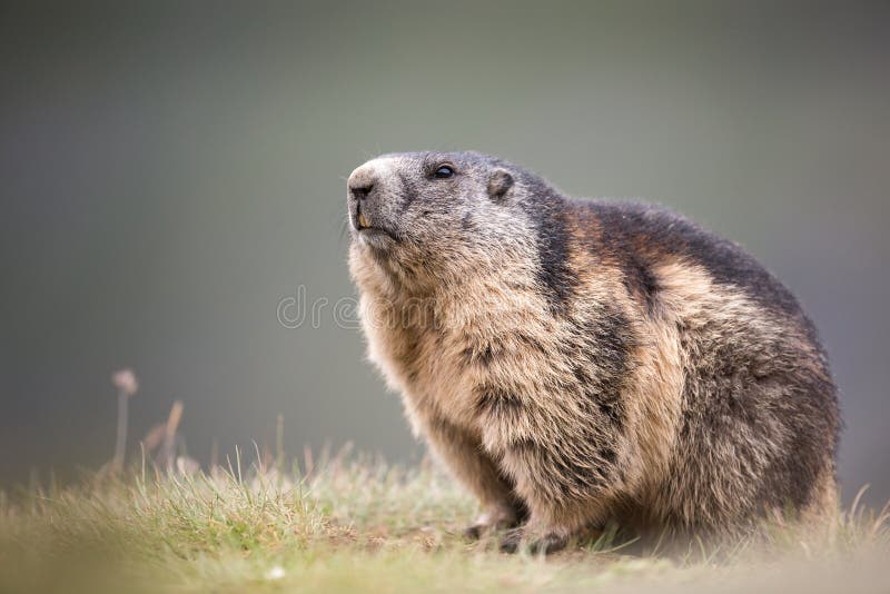 Marmot