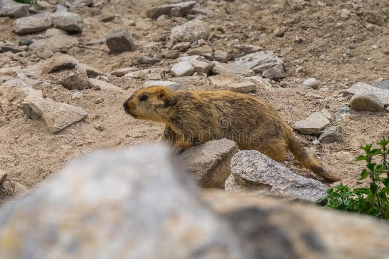 Marmot autour du secteur près du lac tso Moriri dans Ladakh, Inde Les marmottes sont de grands écureuils vivants sous la terre photo libre de droits Marmot autour du secteur près du lac tso Moriri dans Ladakh, Inde Les marmottes sont de grands écureuils vivants sous la terre photo libre de droits