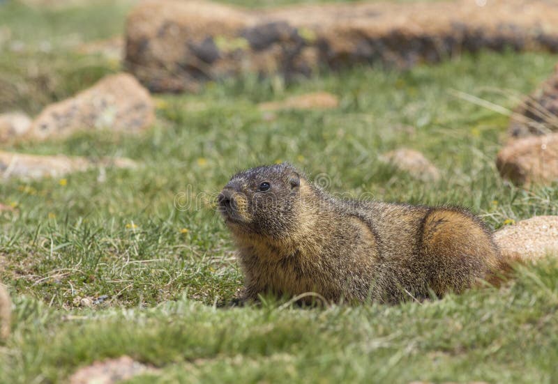 Marmot in rocky mountains stock image. Image of landscape - 123776651