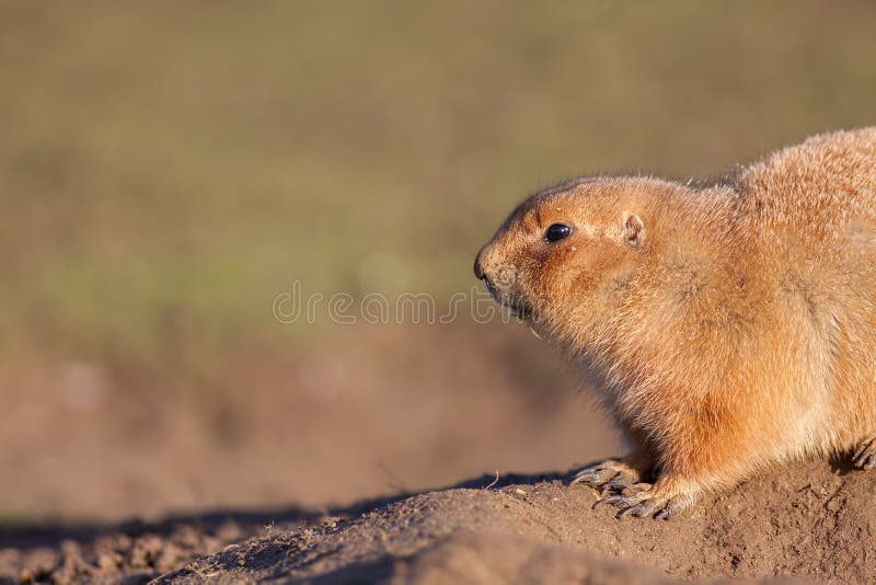 Marmot Cynomys ludivicianus prairie dog close-up in profile. N stock images Marmot Cynomys ludivicianus prairie dog close-up in profile. N stock images
