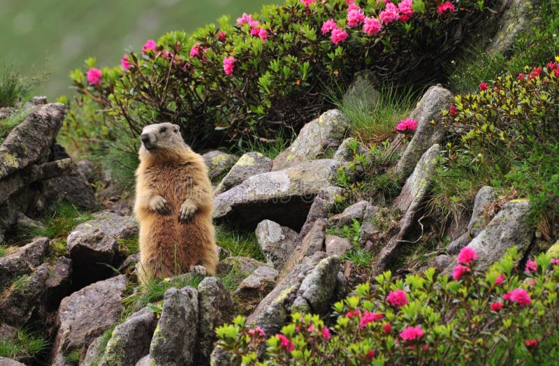 ()  de pie en Montana alta jardín de rosa alpina (rosa alpina) flores, césped rocas, Cerca sobre el su guarida.