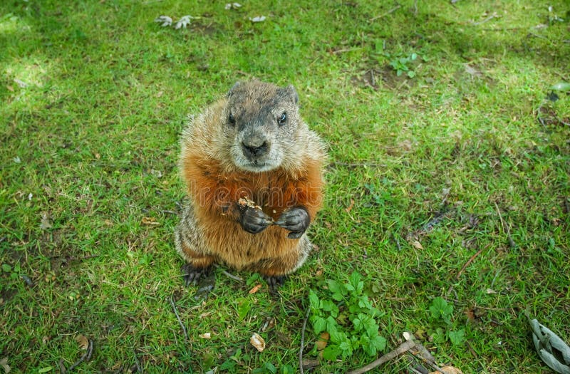A marmot gopher standing up and looking at camera. stock image A marmot gopher standing up and looking at camera. stock image