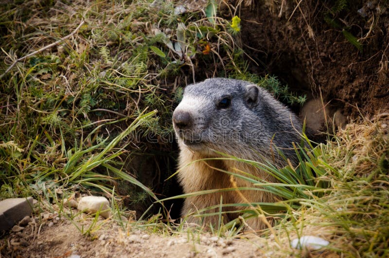 Marmot in het gras stock afbeelding Marmot in het gras stock afbeelding