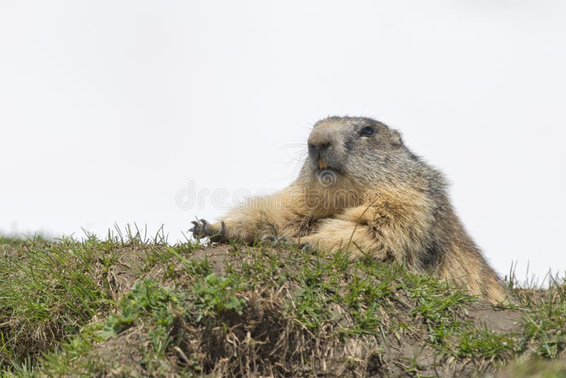 Marmot portrait while looking at you