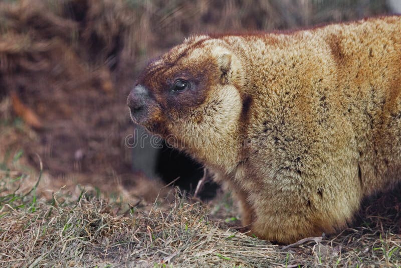 Marmot in profielclose-up vette bosmarmot met mooie bontzitting op het groene gras royalty-vrije stock afbeelding Marmot in profielclose-up vette bosmarmot met mooie bontzitting op het groene gras royalty-vrije stock afbeelding