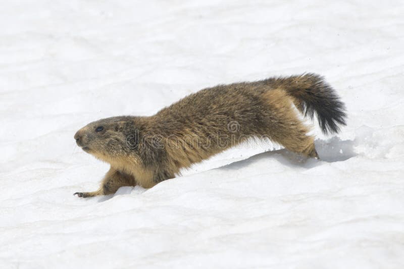 Marmot while running