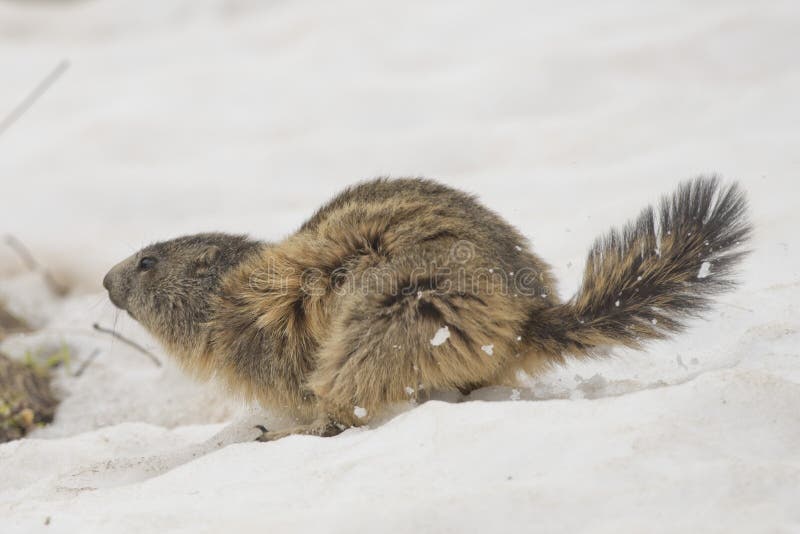 Marmot while running on the snow