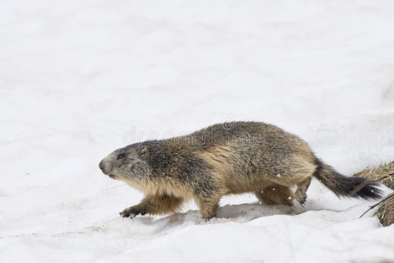 Marmot while running on the snow